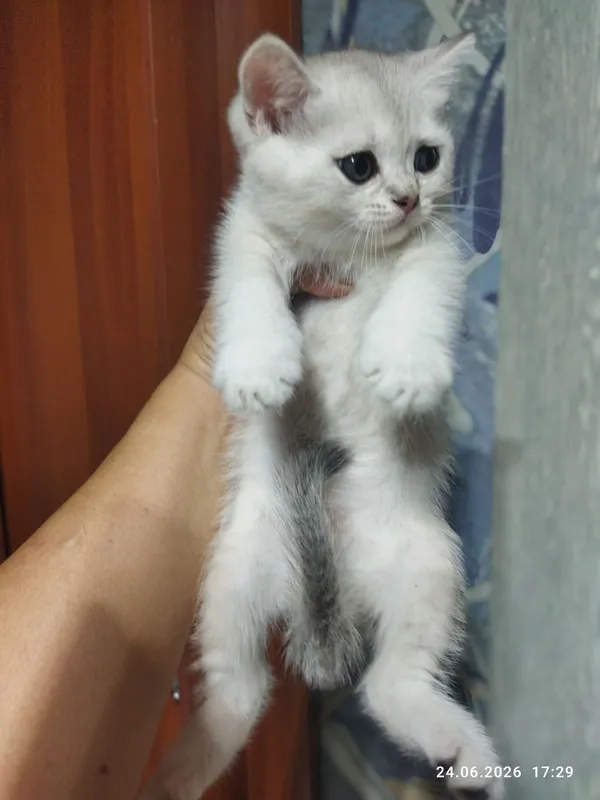продаются шотландские чистокровные котята — фото 4