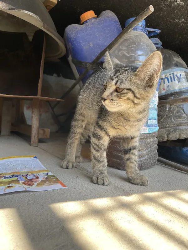 Котёнок нуждается в вашей помощи!!! 2 Котёнок нуждается в вашей помощи!!! 2
