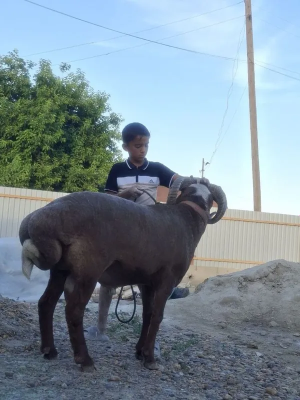 Qochqor sotiladi 2yoshar 4