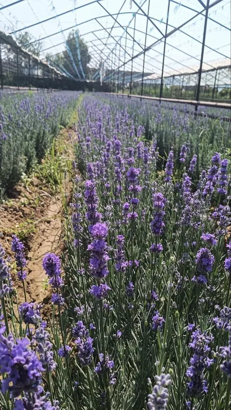 Lavanda — go‘zallik, nafislik va xushbo‘y hid bir joyda! 4 Lavanda — go‘zallik, nafislik va xushbo‘y hid bir joyda! 4
