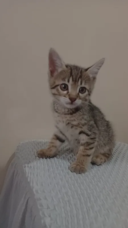 Котята бесплатно — фото 2