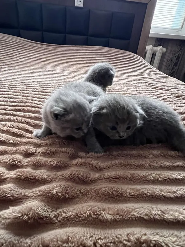 Продаються котята 5 Продаються котята 5