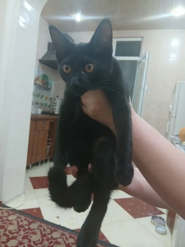 котёнок, девочка 1 котёнок, девочка 1