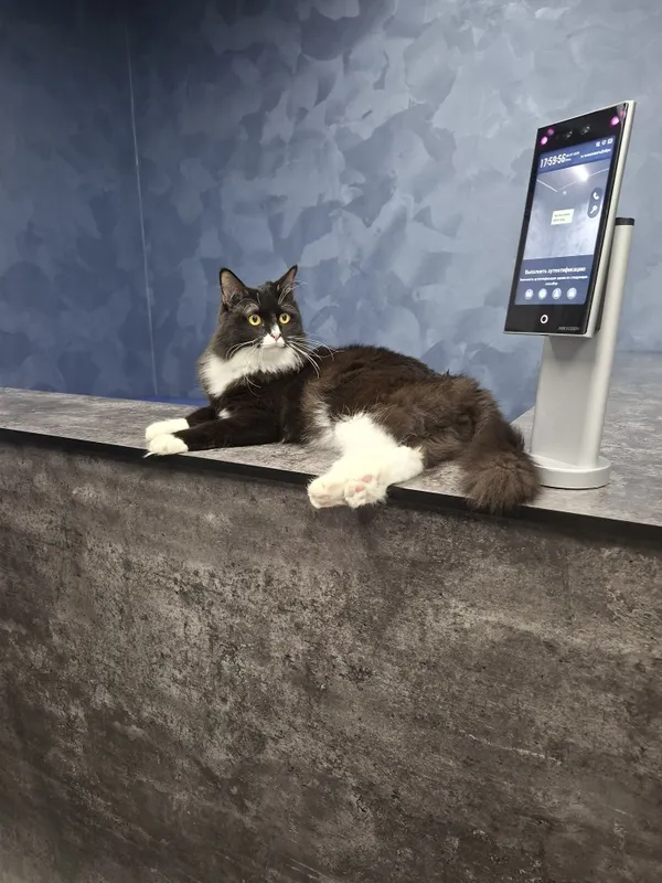 Котик мальчик кастрат 1 Котик мальчик кастрат 1