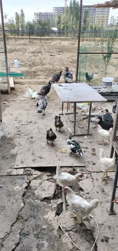 Куры продаются вперемешку 2
