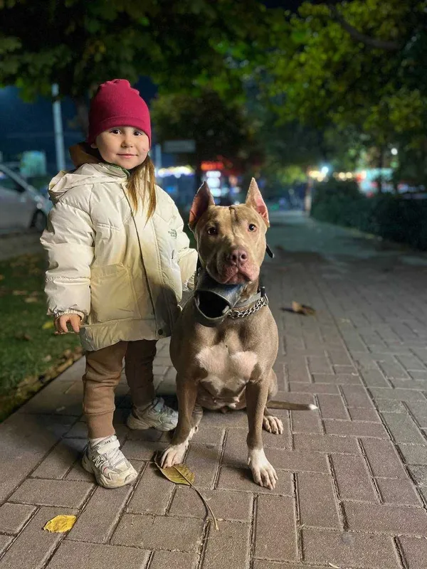 Продам чистокровных щенков питбуль Red Nose The red nose pit bull 5 Продам чистокровных щенков питбуль Red Nose The red nose pit bull 5