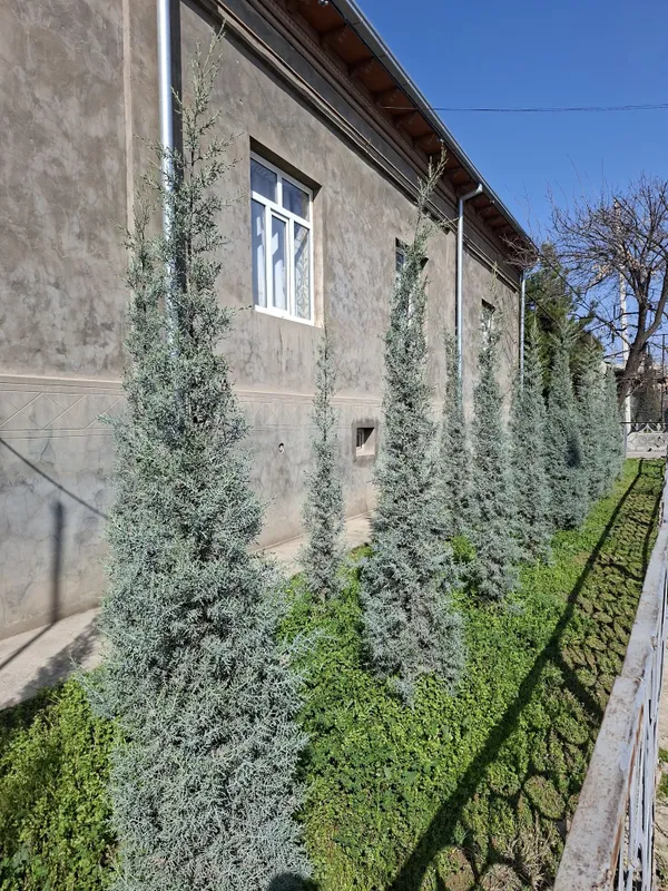 Аризонский Кипарис. Kiparis. Италия — фото 2