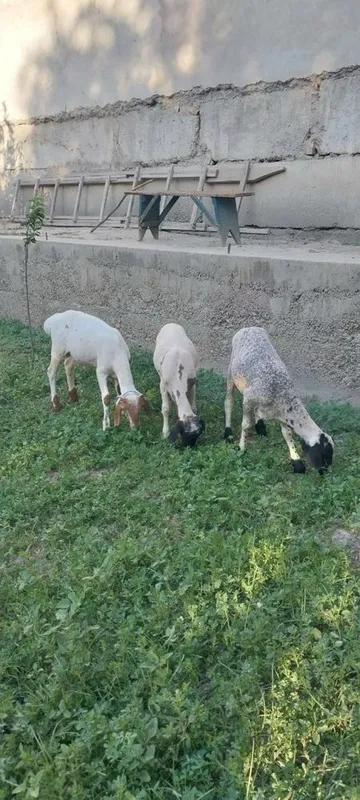 Кучкорчалар сотилади. 1