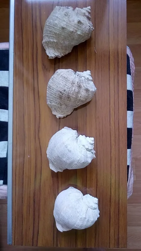 Морские ракушки. — фото 2
