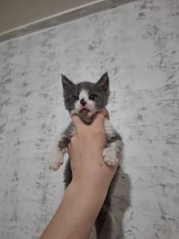 Милые домашние котята (бесплатно) 3 Милые домашние котята (бесплатно) 3