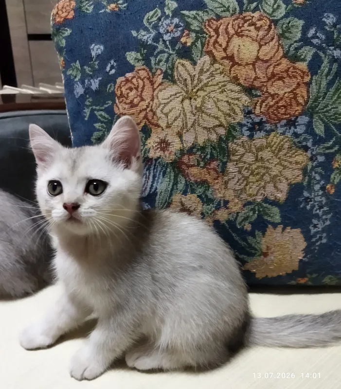 котята серебряная шиншилла 9 котята серебряная шиншилла 9