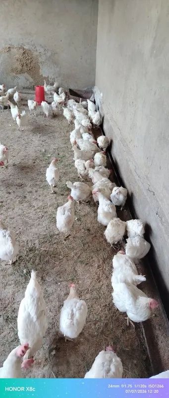 Loman sendi tovuqlar 5