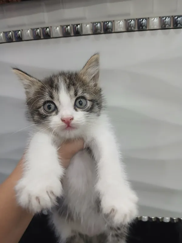 Маленький котёнок Маленький котёнок