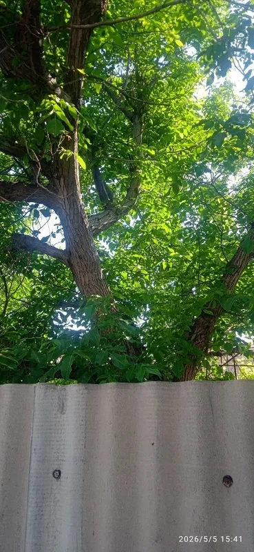 продам дерево орех — фото 3