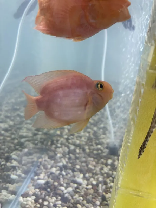 Рыба попугай red parrot fish 2 Рыба попугай red parrot fish 2