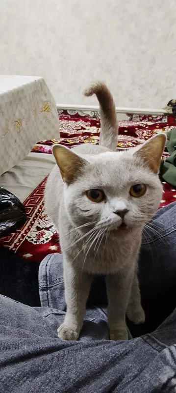 Продаю кошку британская кошка — фото 2