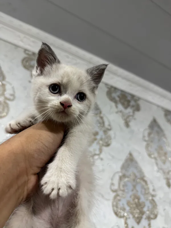 Срочно продаются котята! 5 Срочно продаются котята! 5