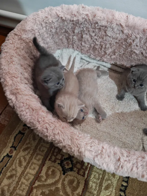 Котята шотландские вислоухие — фото 2