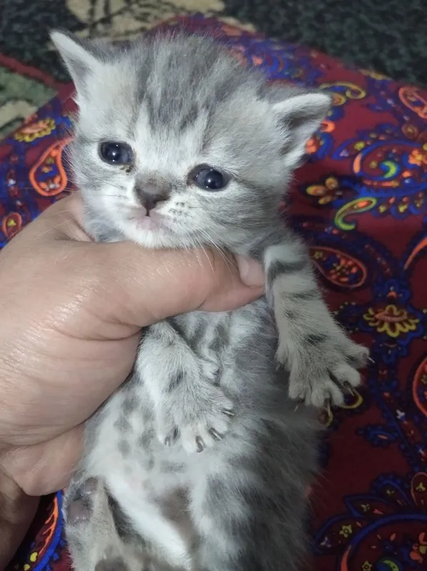 Скотиш страйт котята 4 Скотиш страйт котята 4