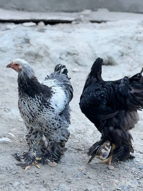 Sof zotli Brahma tovuqlari 2 Sof zotli Brahma tovuqlari 2