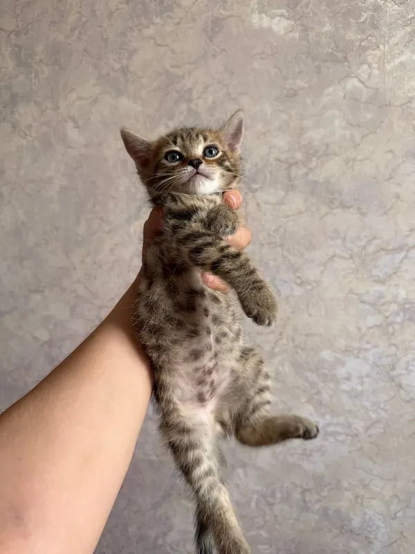 Бенгальский котенок мальчик и девушка — фото 2