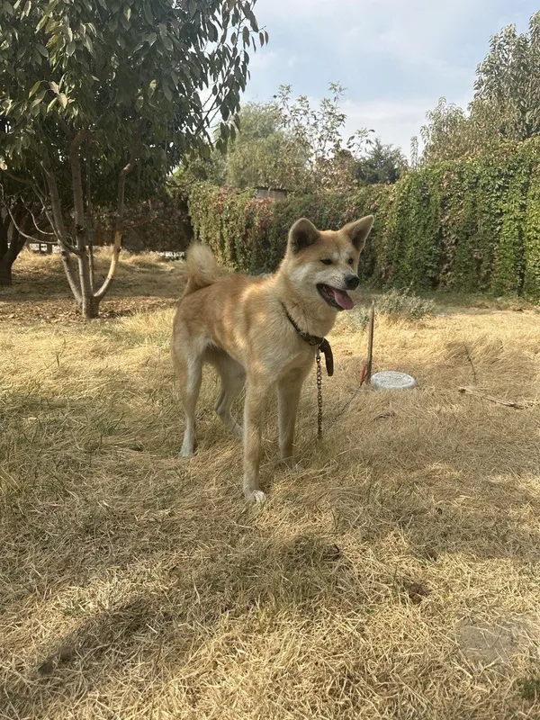 Akita-inu (Yapon akitasi) sotiladi