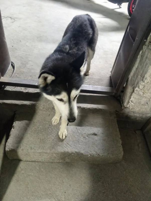 Zoti:Sibir xaskisi 2 Zoti:Sibir xaskisi 2