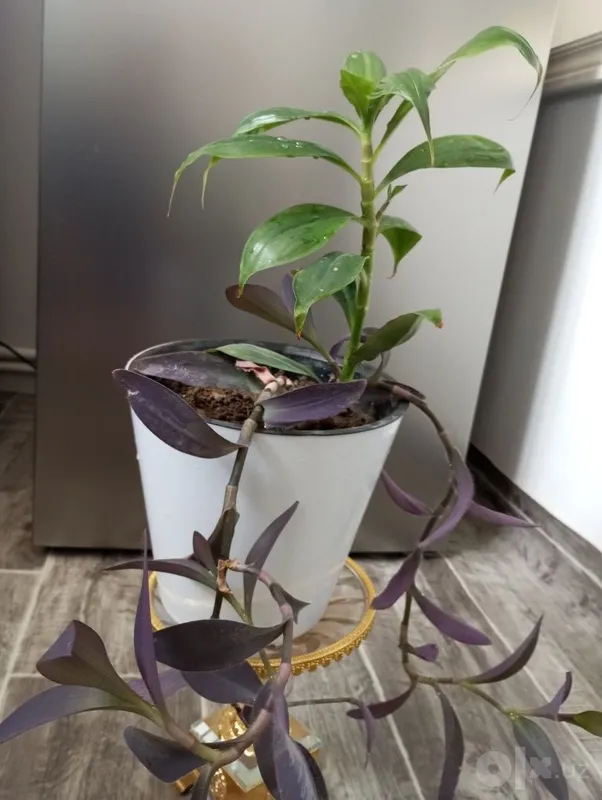 Tropik liana — monstera 4 Tropik liana — monstera 4
