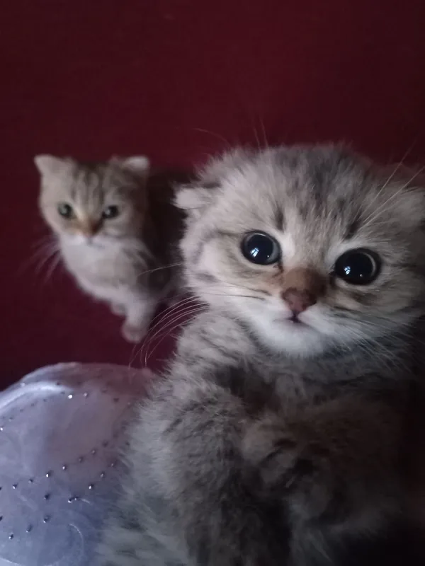 Продаются котята и мама: 3 котёнка, 2 месяца 1 Продаются котята и мама: 3 котёнка, 2 месяца 1