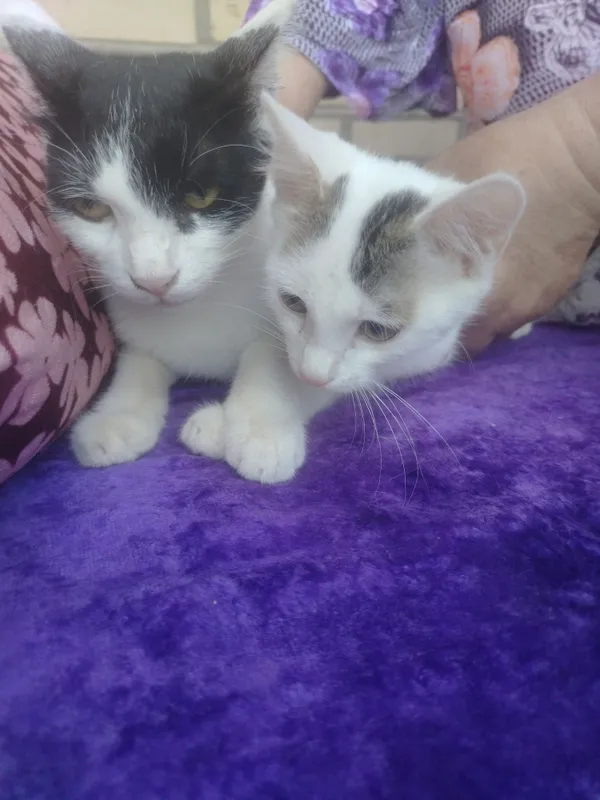 Дамошне пишик ок кора она болла 2 Дамошне пишик ок кора она болла 2