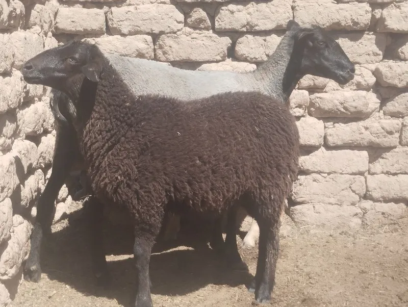 Sutdan chiqqan egiz qoʻzilar sotiladi — фото 3