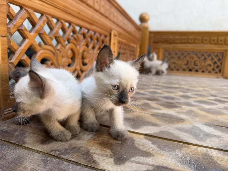 Котята сиамские 2 месяца 4 Котята сиамские 2 месяца 4