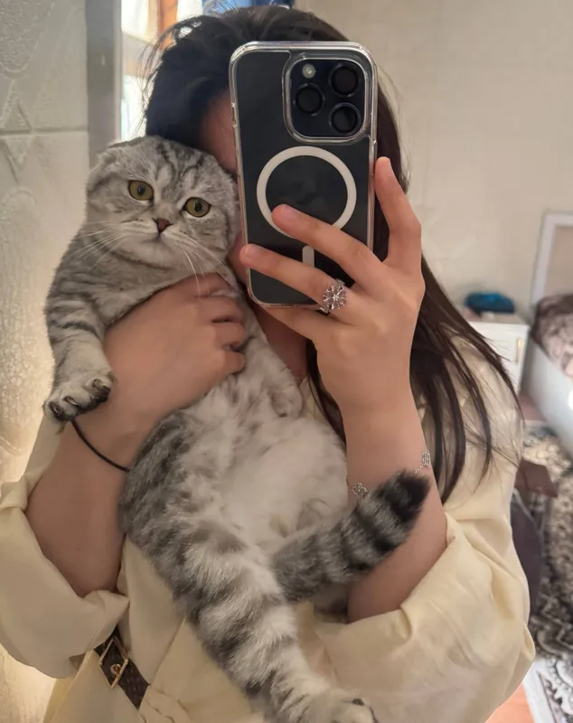 Британская кот продаю — фото 3