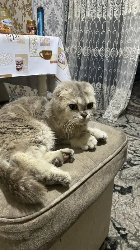 Scottish Fold qiz bola uy mushugi — фото 1