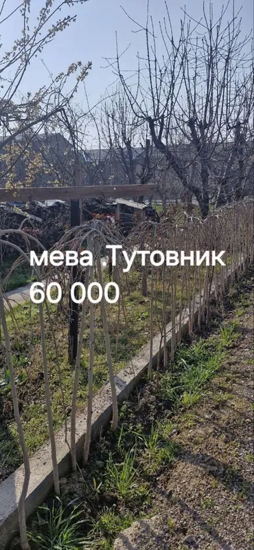 Дерево Тутовник