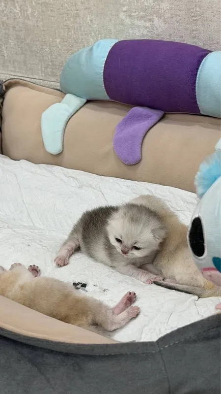 Котята Британской шиншилы 3