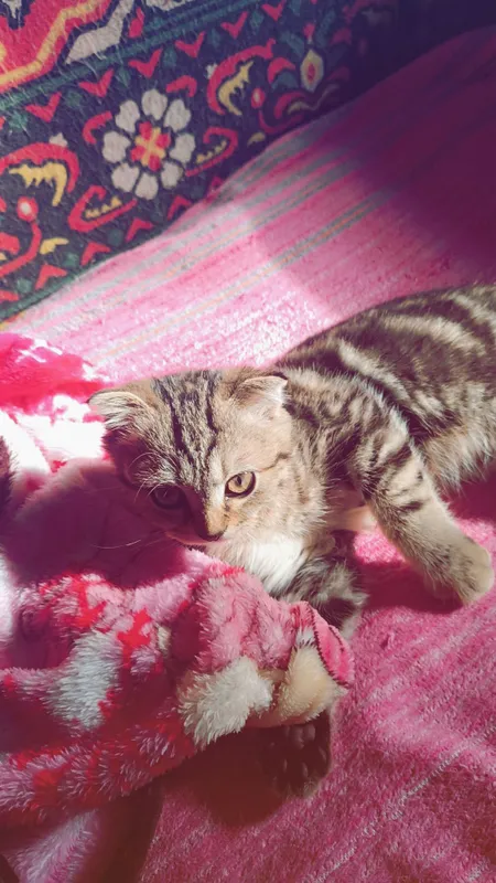 котик продаётся шатланский 3