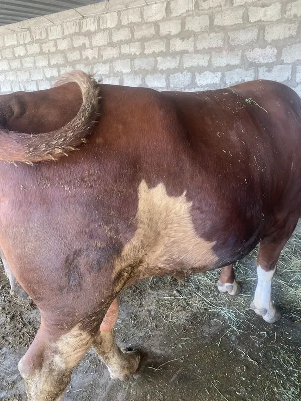 Zotdor buqa sotiladi — фото 2