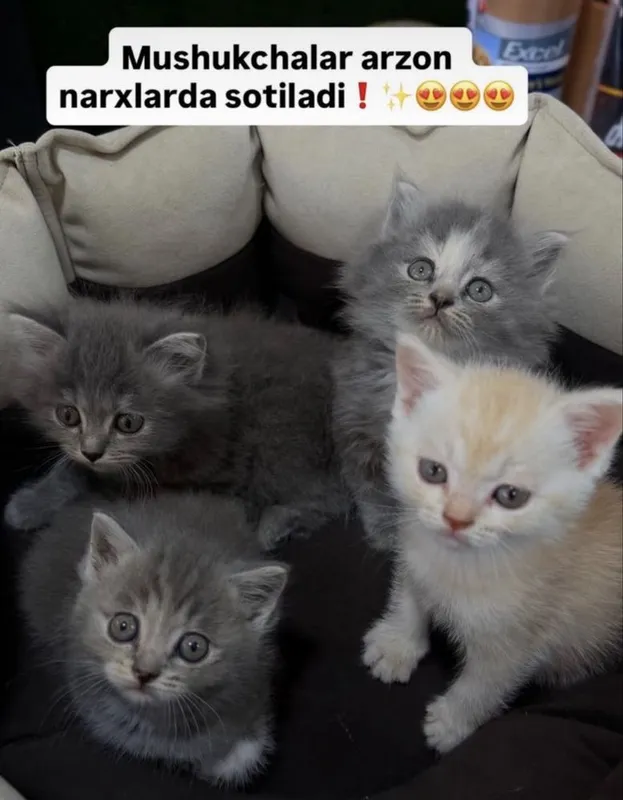 Чистокровные котята скоттиш страйт