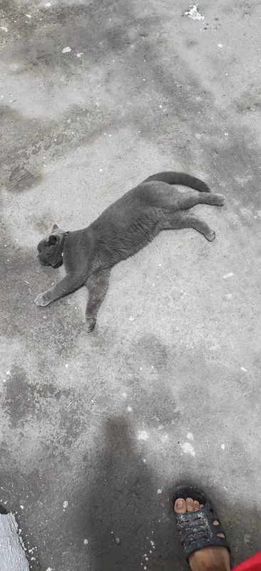 Vyazka qiz mushuklarni taklif qilamiz 2 Vyazka qiz mushuklarni taklif qilamiz 2