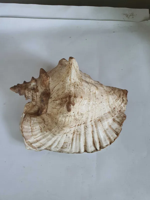Большая Морская Ракушка с карибского моря