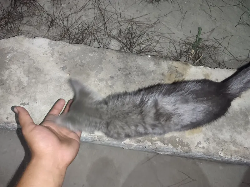 Zotli mushfiq Qoʻqon shaxar 100$ — фото 2