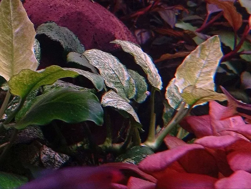 Аквариумное растение Анубиас Пинто (Anubias barteri var. nana Pinto) 3