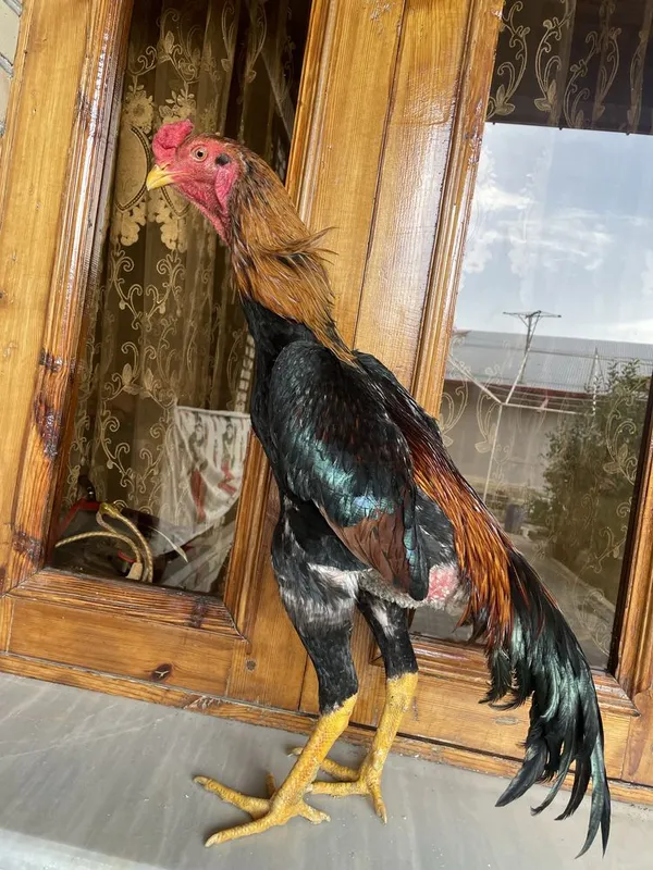 O shamo zot juja iyul oxiri chiqan narxi 800