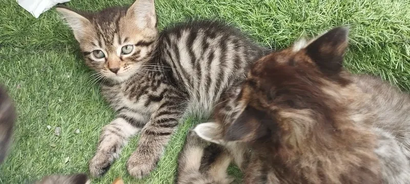 Котёнок девочка и мальчик — фото 1