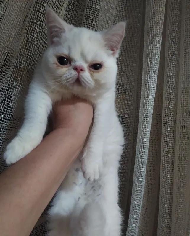 Ikki mushukcha va bir yoshli erkak mushuk 3
