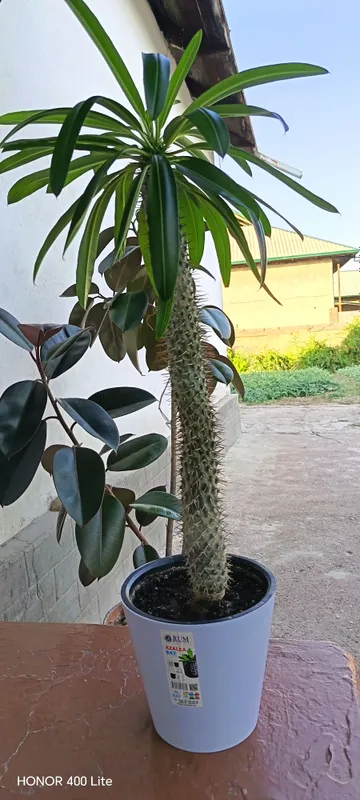 MADAGASKAR PALMASI