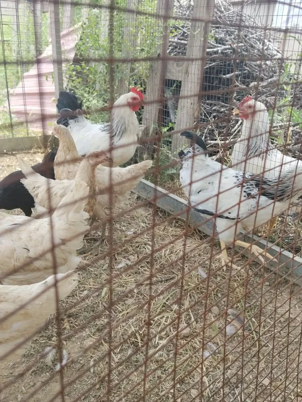 Loman sendi tovula va horozla sotiladi — фото 1