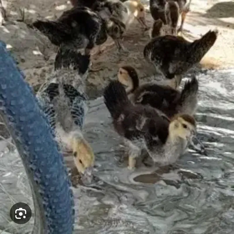 Indautka sotiladi 2 Indautka sotiladi 2