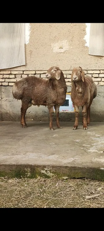 Тозза Арашан ку́зи кучкорлалимизнинг биттаси сотилади — фото 4